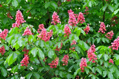 10 Types of Flowering Trees