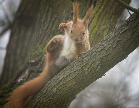 Red Squirrel Red Squirrel Sciurus Vulgaris Male Scrathin Flickr