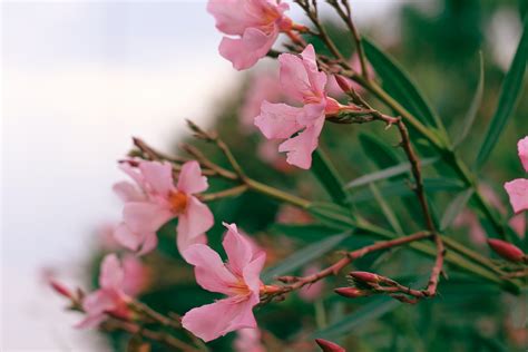 Een Oleander Snoeien En Verzorgen