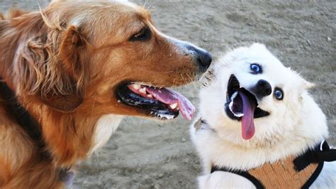 How to Tell if Dogs Like Each Other: Signs of Friendship – PawSafe