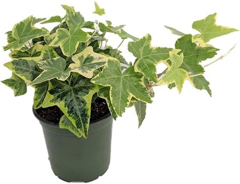 Gold Child English Ivy Hardy Groundcoverhouse Plant