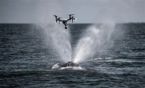 Ocean Alliance Develops Drone-Based Whale Monitoring | UST