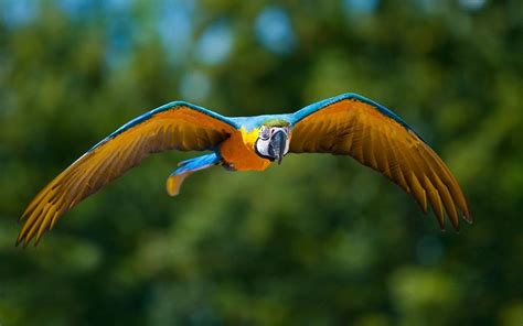 Parrots Flying In The Rainforest - Virtual University of Pakistan