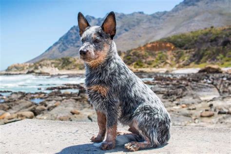 Mini Blue Heeler (Mini Australian Cattle Dog): Facts & Pictures