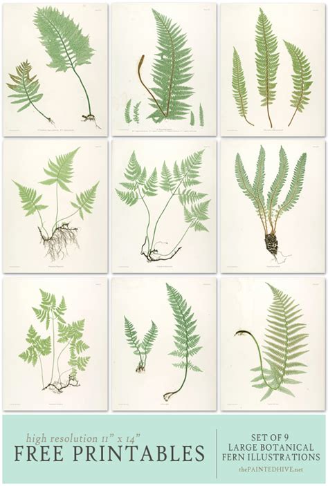 Free Fern Printables The Painted Hive