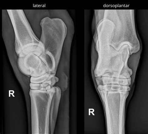 Equine Tarsus Diagram Quizlet