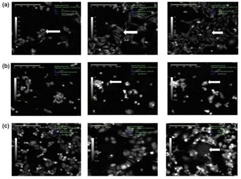 Holomonitor Quantitative Live Cell Imaging In Drug Discovery Phi