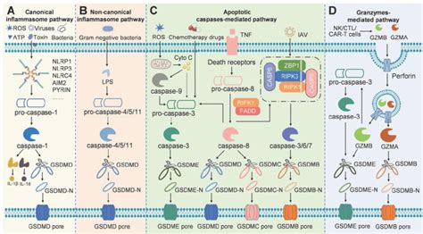 Schematic Illustration Of The Different Pyroptosis Pathways A In The