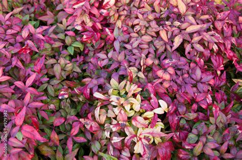 nandina foliage Stock Photo | Adobe Stock