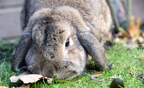 Lapin Nain Dans La Maison | Ventana Blog