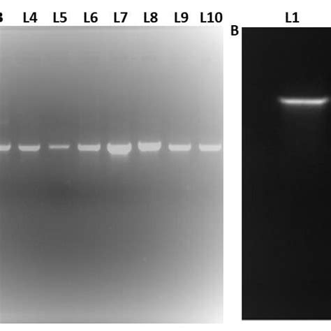 A) Gel electrophoresis showing polymerase chain reaction (PCR ...