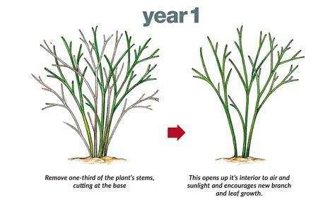 How To Prune Small Trees And Shrubs This Old House