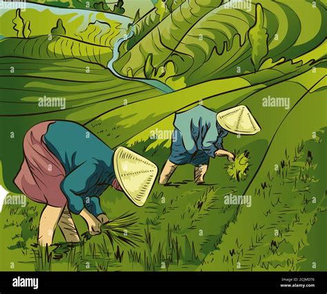 Vietnamese Peasants Plant Rice Farmers Work In Rice Fields Line