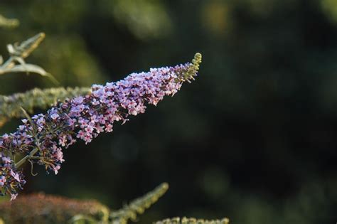 Flores Moradas Florecientes De Lila De Verano Contra El Fondo De Hojas