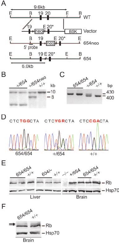 Generation Of R654W Rb1 Mutant Mice A Representation Of The