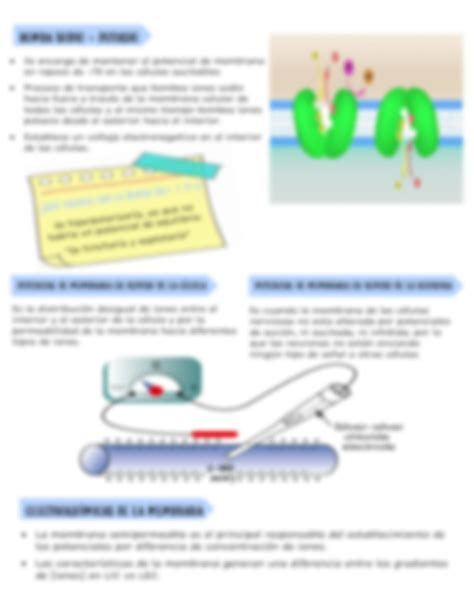 Solution Potencial De Membrana Studypool