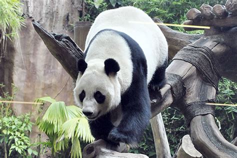 Menanti Generasi Panda Hu Chun Dan Cai Tao