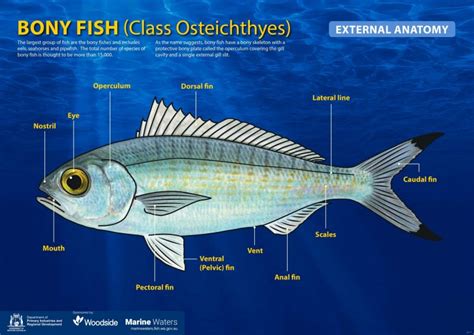 Poster: Bony Fish - External Anatomy (simple) • Department of Primary Industries and Regional ...