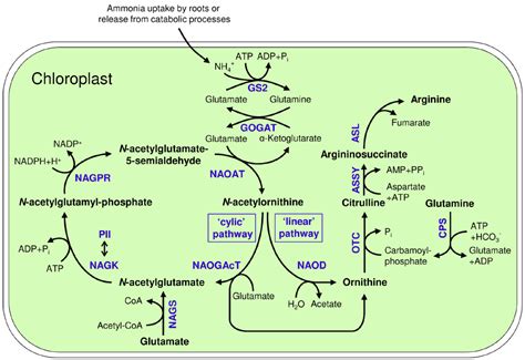 Frontiers Physiological Implications Of Arginine Metabolism In Plants