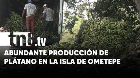 Conozca la imponente producción de plátano en la Isla de Ometepe