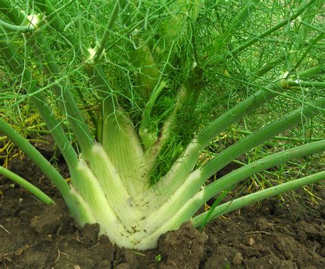 Fennel Florence