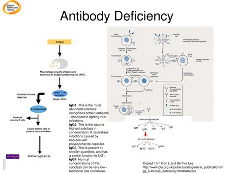 Ppt Vaccination Of The Immune Compromised Host Powerpoint Presentation Id 345861