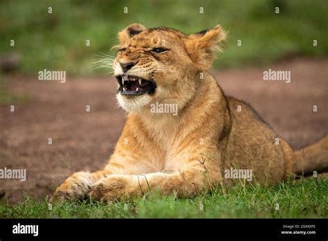 Close Up Of Yawning Lion Cub Lying Down Stock Photo Alamy