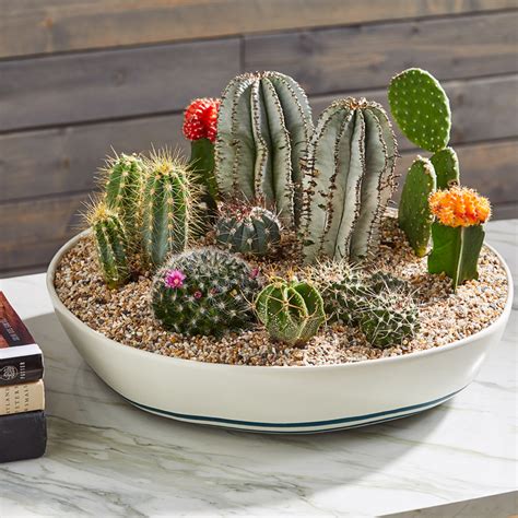 Comment Cr Er Un Joli Jardin Miniature Avec Des Cactus