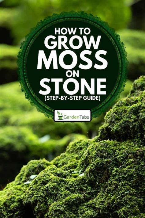 How To Grow Moss On Stone