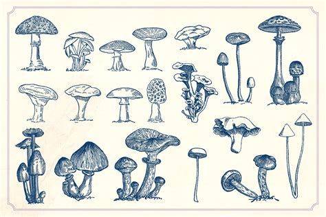 Vintage Mushrooms Fungi Mushroom Drawing Vintage Mushroom Fungi