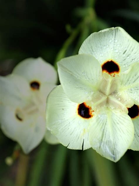 Veja Como F Cil E Gratuito Plantar Mor Ia Bicolor Confira