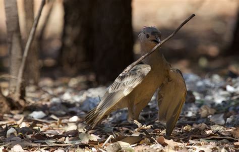 Bowerbirds: Meet the Bird World’s Kleptomaniac Love Architects