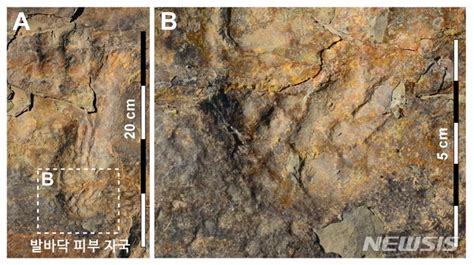 세계 최초 이족보행한 백악기 원시악어 발자국 화석 규명 박준서 기자 톱스타뉴스
