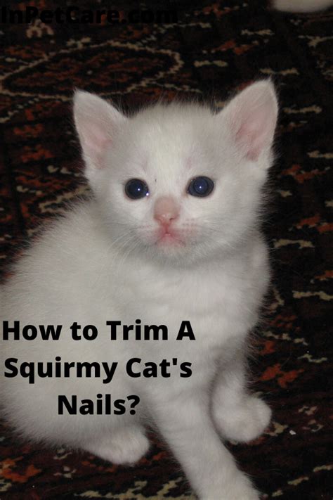 how to care for a 6 week old kitten