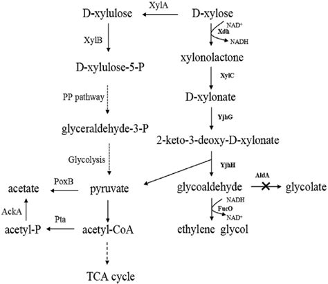 Ethylene Glycol Pathway