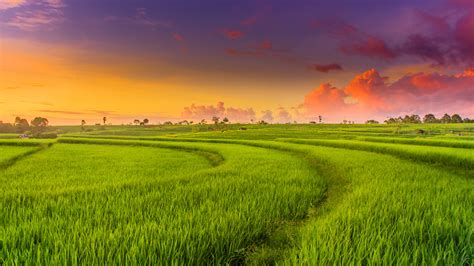 Countryside Paddy Fields 4K Wallpapers | HD Wallpapers | ID #28374