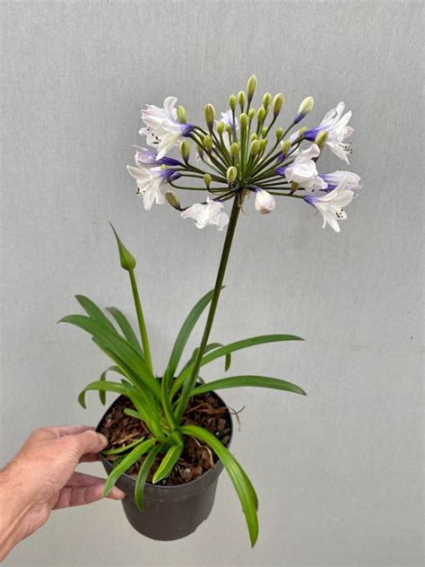 Agapanthus Ever Sparkle Matthijsplantenpaleis