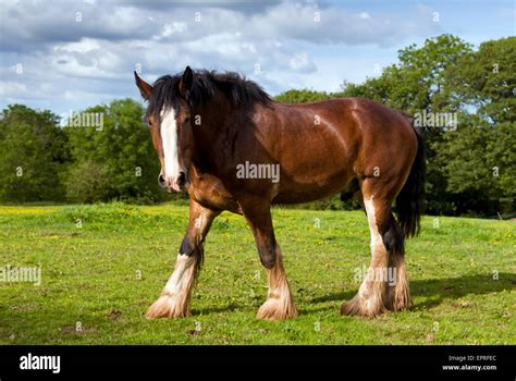 Shire Horses Uk Hi Res Stock Photography And Images Alamy