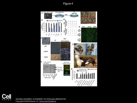 Metastable Pluripotent States In Nod Mouse Derived Escs Ppt Download