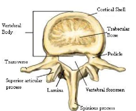 anatomy   human vertebra