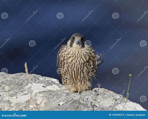 Peregrine Falcon Falco Peregrinus Stock Photo - Image of bird, nature: 120339212