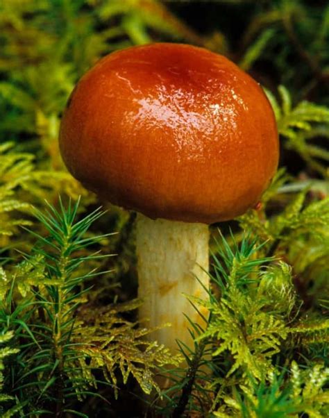 13 Common Mushrooms In New Jersey Star Mushroom Farms