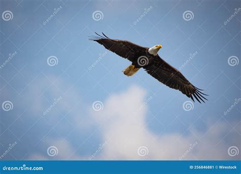 Bald Eagle Flying Against A Cloudy Blue Sky Stock Image Image Of