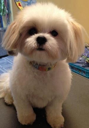 Shih Tzu Haircuts | PetCarePricing.com