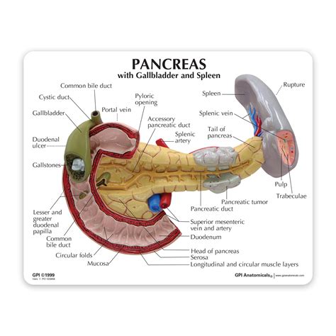 Pancreatic Duct Anatomy