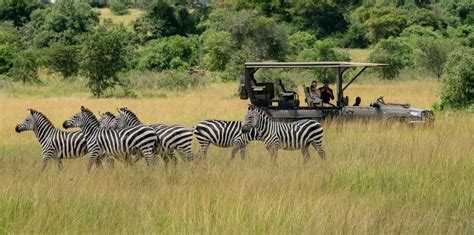 What To Do In Akagera National Park Achieve Global Safaris