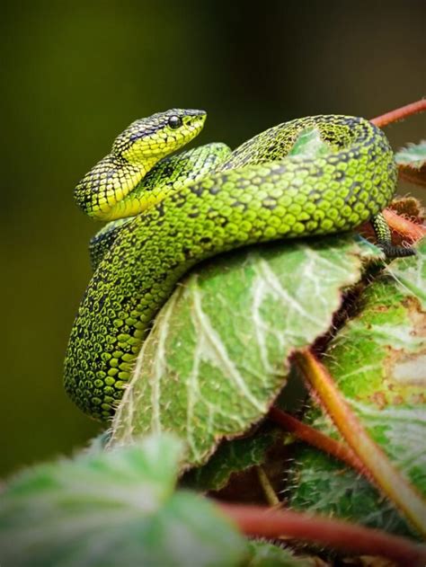 Top 5 Plants That Can Attract Snakes In The Garden Agriculture Review