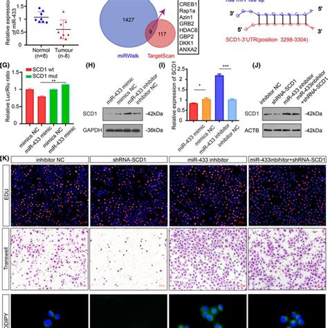 Hypoxic Adipocyte‐derived Exosomes Promote Cne2 Cell Proliferation