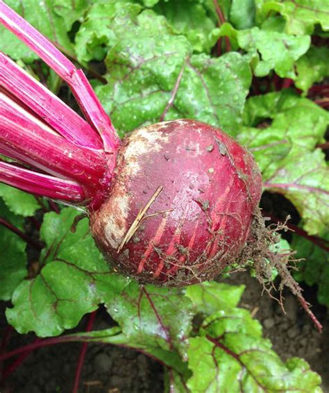 Meine Ernte Rote Bete Anbauen Pflegen Ernten Und Lagern