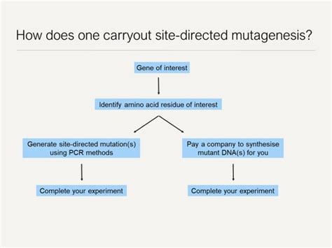 Site Directed Mutagenesis Flashcards Quizlet